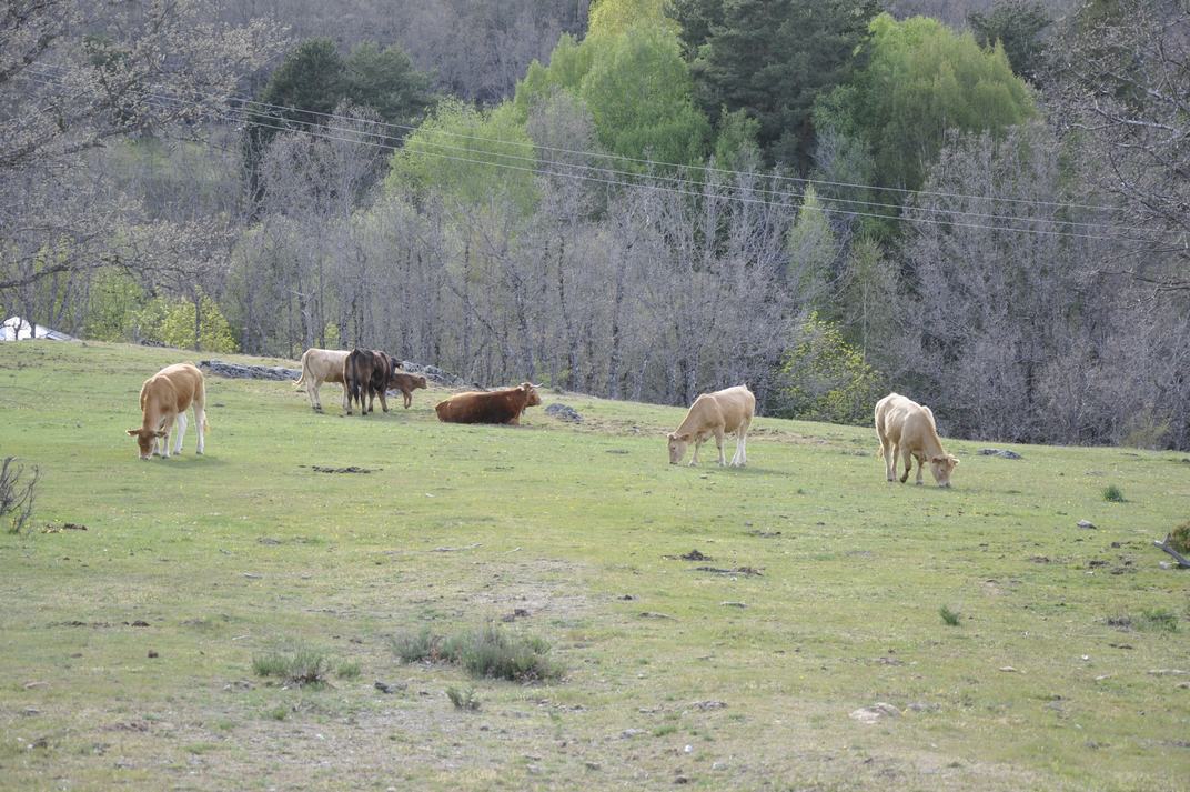Bestiar boví de la Sierra de Guadarrama de Madrid
