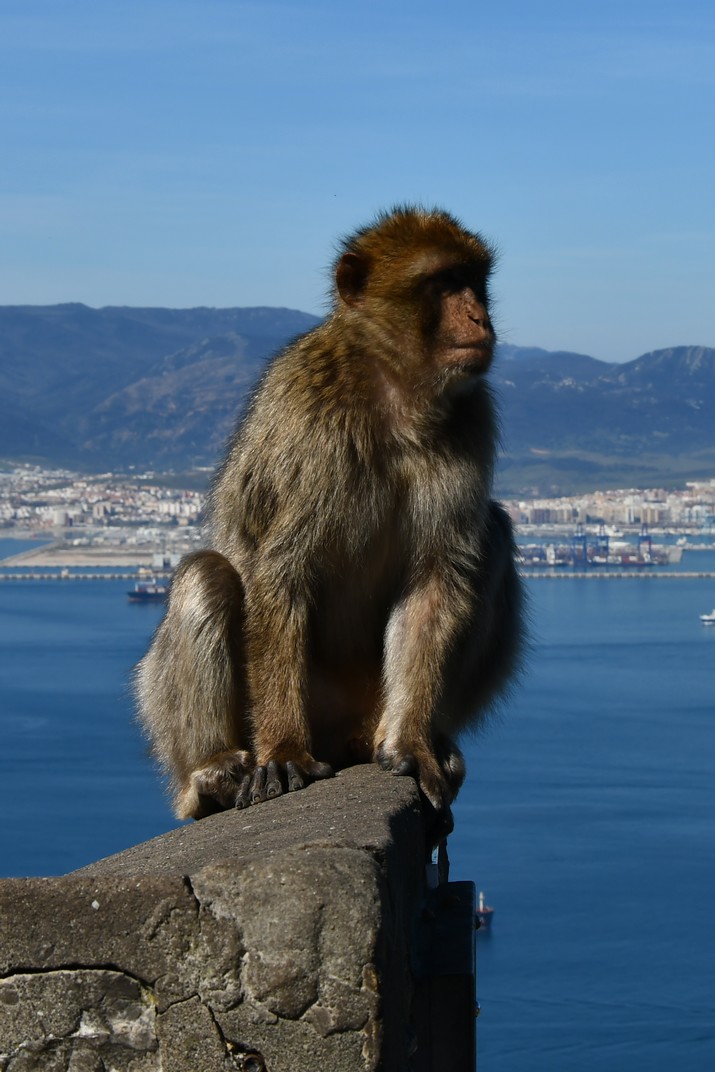 Macacos de Barbaria de Gibraltar