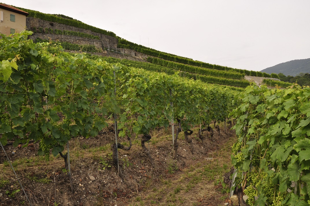Vinyes en terrasses de Lavaux